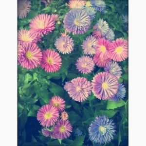 Meet your Posher, Ariel